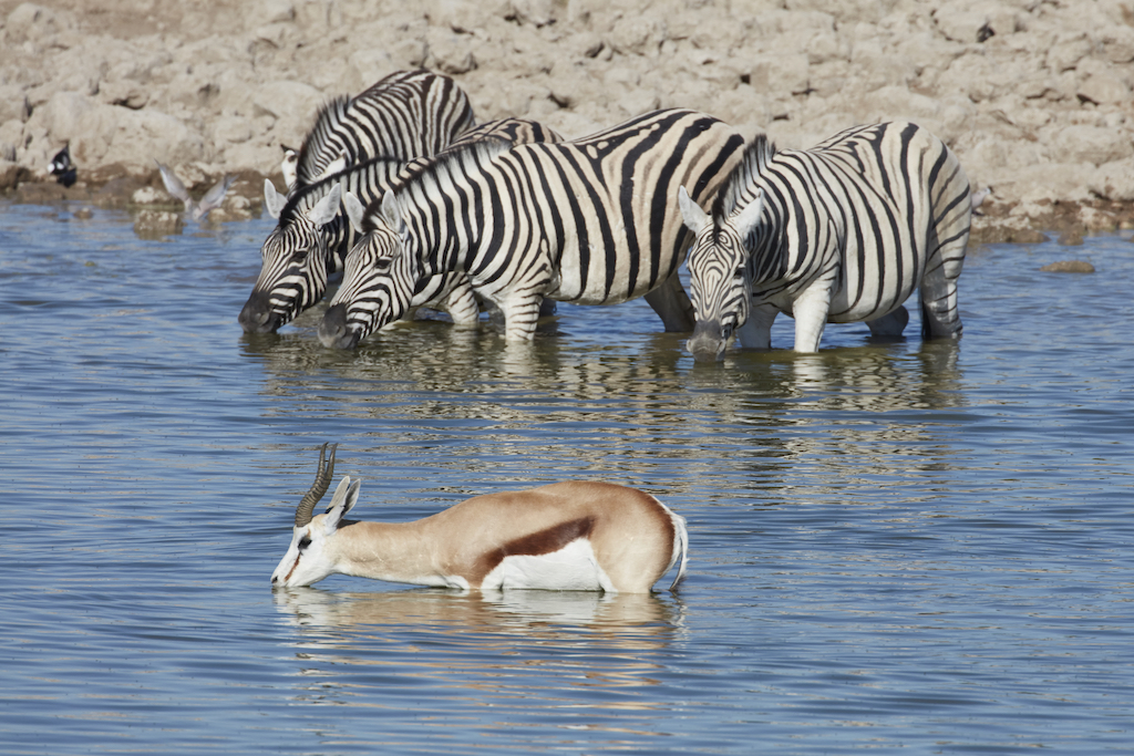 watering hole picture