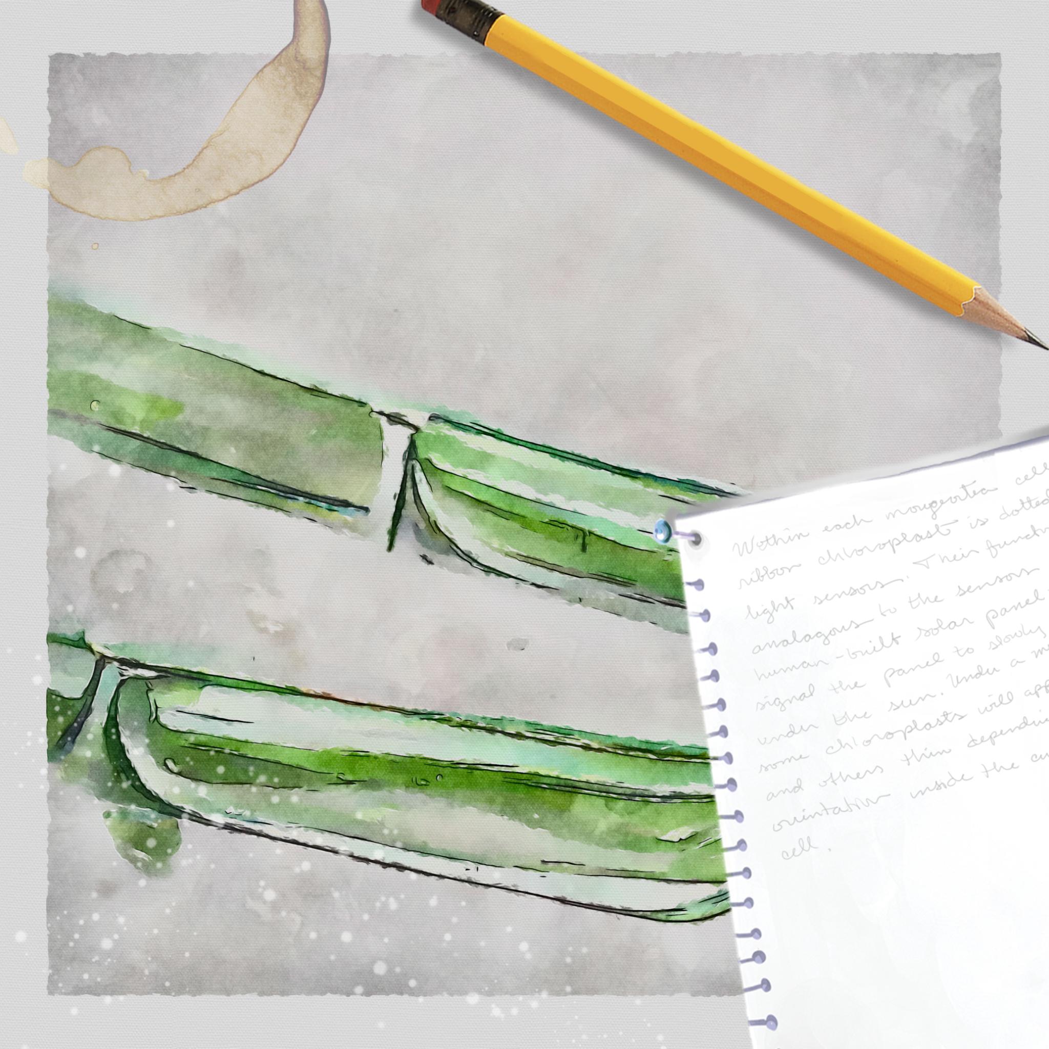 mougeotia-behind-the-scenes