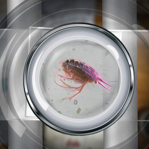 simocephalus-in-the-lab