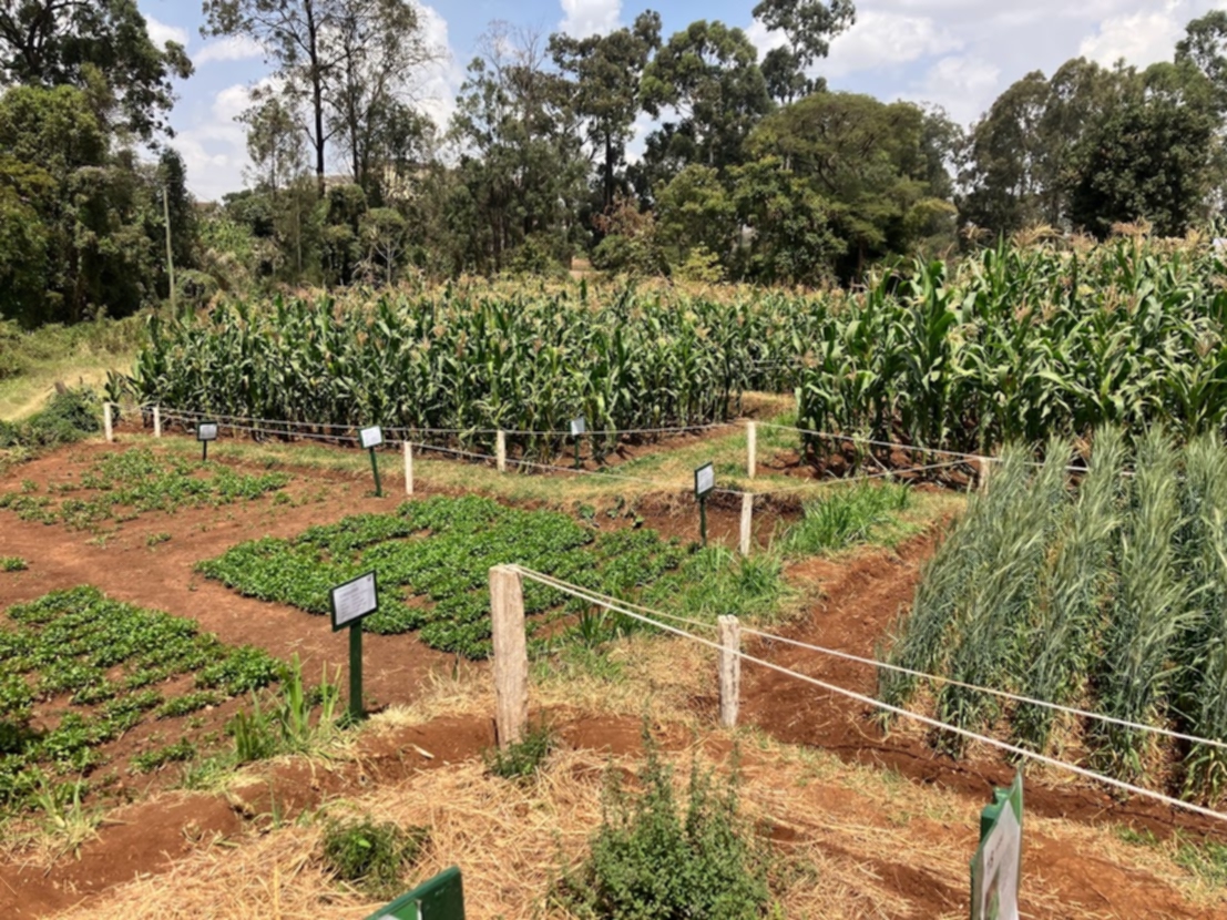 Nairobi-fair-agriculture-test-plots